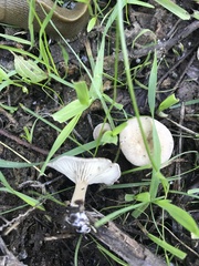 Clitocybe rivulosa