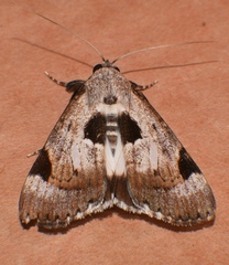 Audea irioleuca