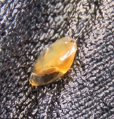 Phyllopoda