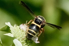 Euodynerus hidalgo boreoorientalis