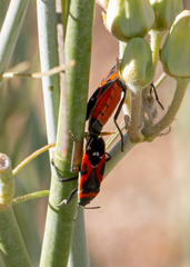 Lygaeus kalmii