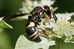 Euodynerus hidalgo boreoorientalis