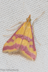 Pyrausta sanguinalis