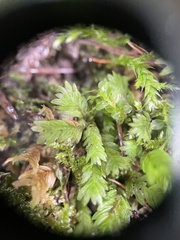 Fissidens taxifolius