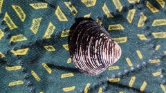 Corbicula fluminea