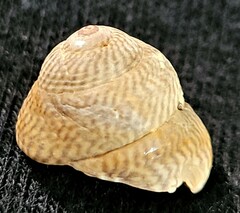 Steromphala cineraria