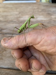 Mantis religiosa