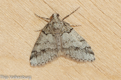 Tephronia lhommaria