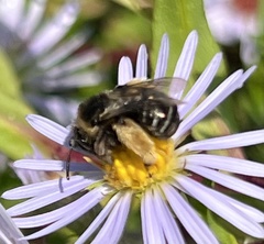 Melissodes druriellus