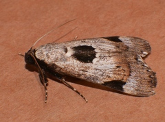 Audea irioleuca