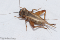 Eumodicogryllus bordigalensis