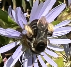 Melissodes druriellus