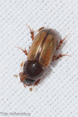 Bodiloides ictericus