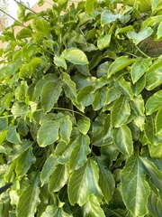 Passifloraceae