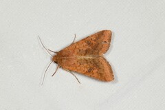 Helicoverpa punctigera