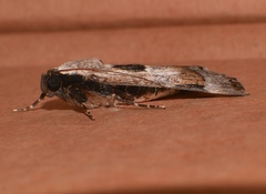 Audea irioleuca