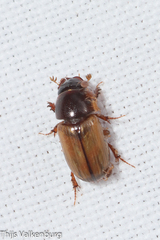 Bodiloides ictericus