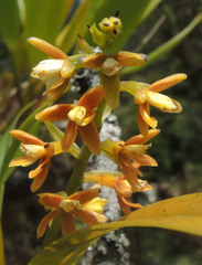 Prosthechea ochracea