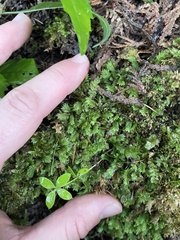 Fissidens taxifolius