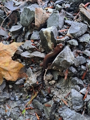 Desmognathus ochrophaeus