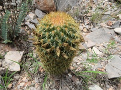 Coryphantha erecta