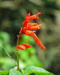 Salvia splendens