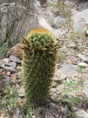 Coryphantha erecta