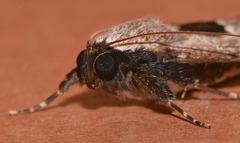 Audea irioleuca