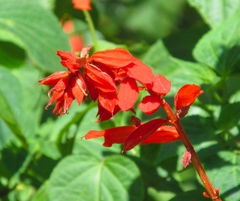 Salvia splendens