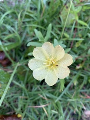 Oenothera laciniata