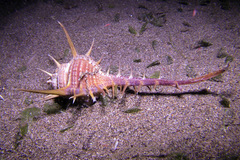 Murex tenuirostrum