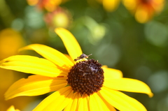 Phymata americana americana