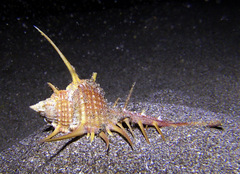 Murex tenuirostrum