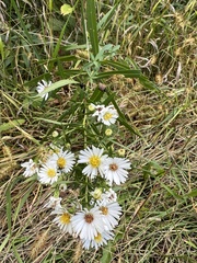 Symphyotrichum firmum
