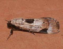 Audea irioleuca