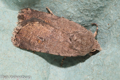 Caradrina