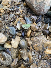 Nebria lacustris