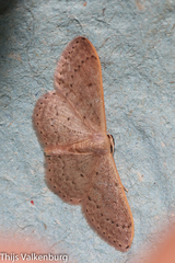 Idaea eugeniata