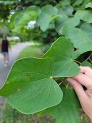 Cercis canadensis