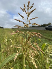 Sorghum