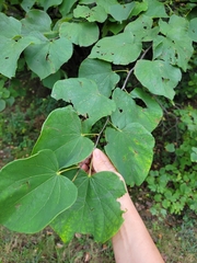 Cercis canadensis