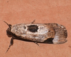Audea irioleuca