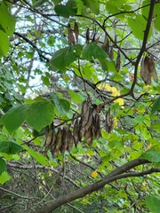 Cercis canadensis