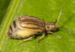Ophraella conferta
