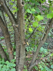 Cercis canadensis