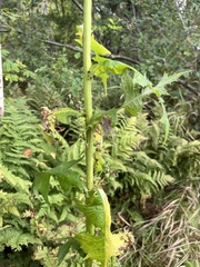 Lactuca biennis
