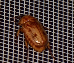 Cyclocephala