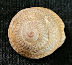 Steromphala cineraria