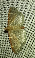 Hypsopygia glaucinalis