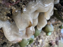 Aplidium